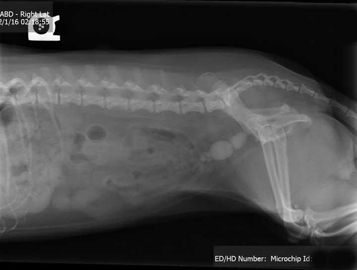 Pet Digital Radiology