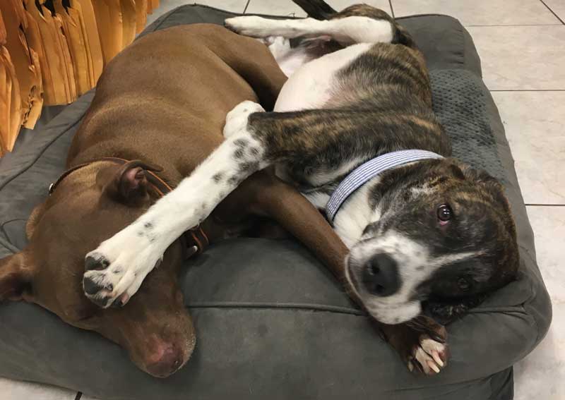 Carousel Slide 3: Adult dog veterinary exams