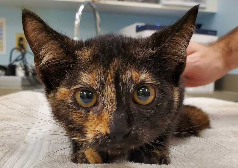 Carousel Slide 4: Kitten veterinary exams