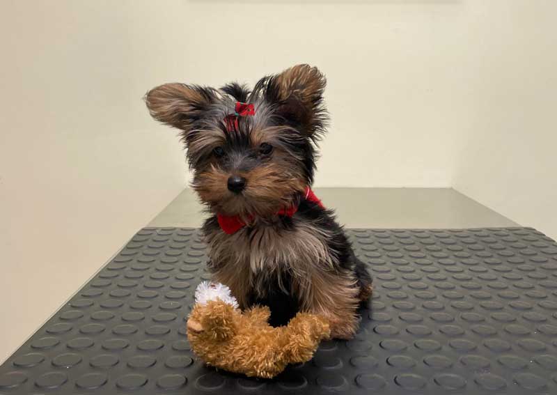 Carousel Slide 2: Puppy Veterinary Exams